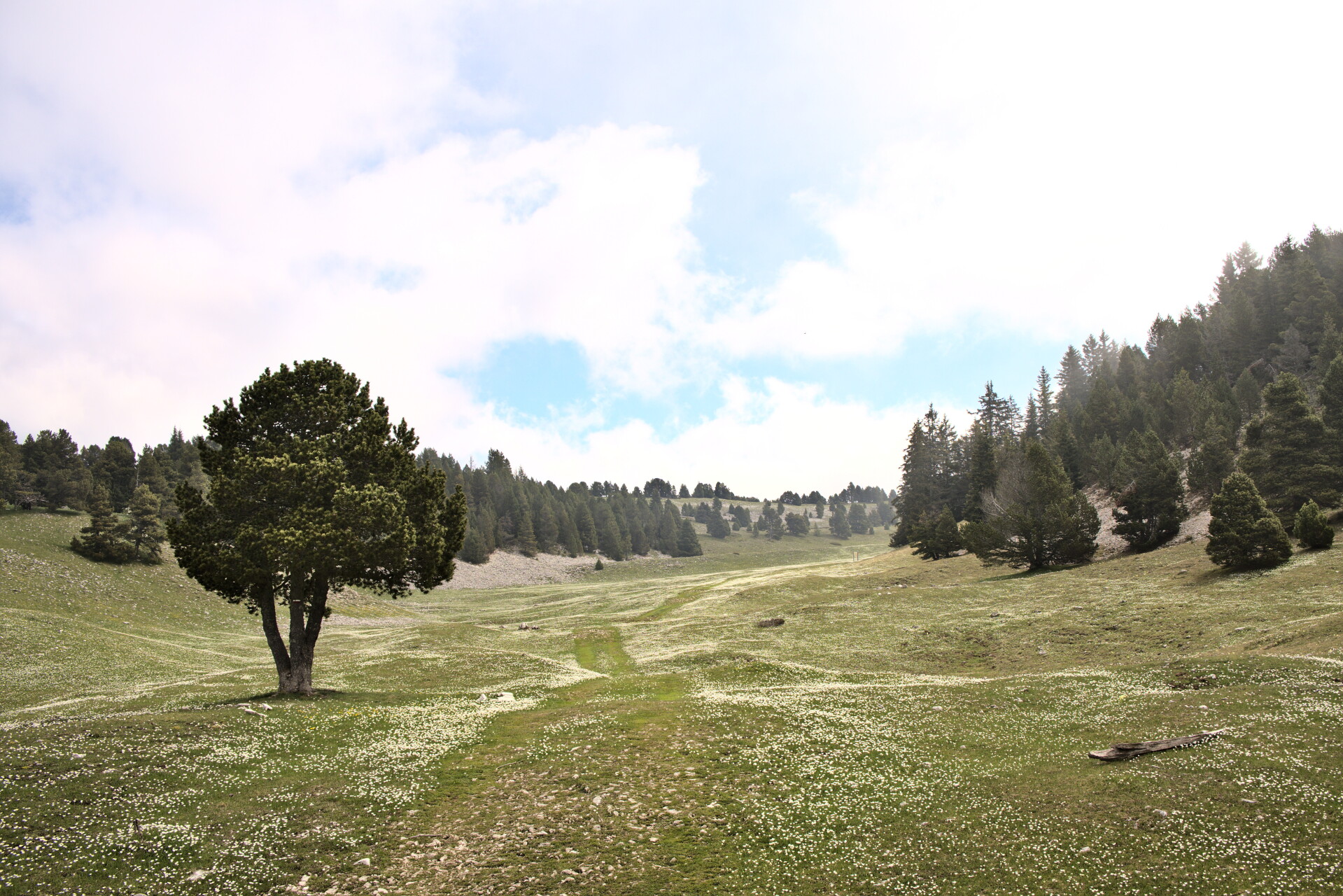 Weite Almböden auf den Hauts-Plateaux des Vercors
