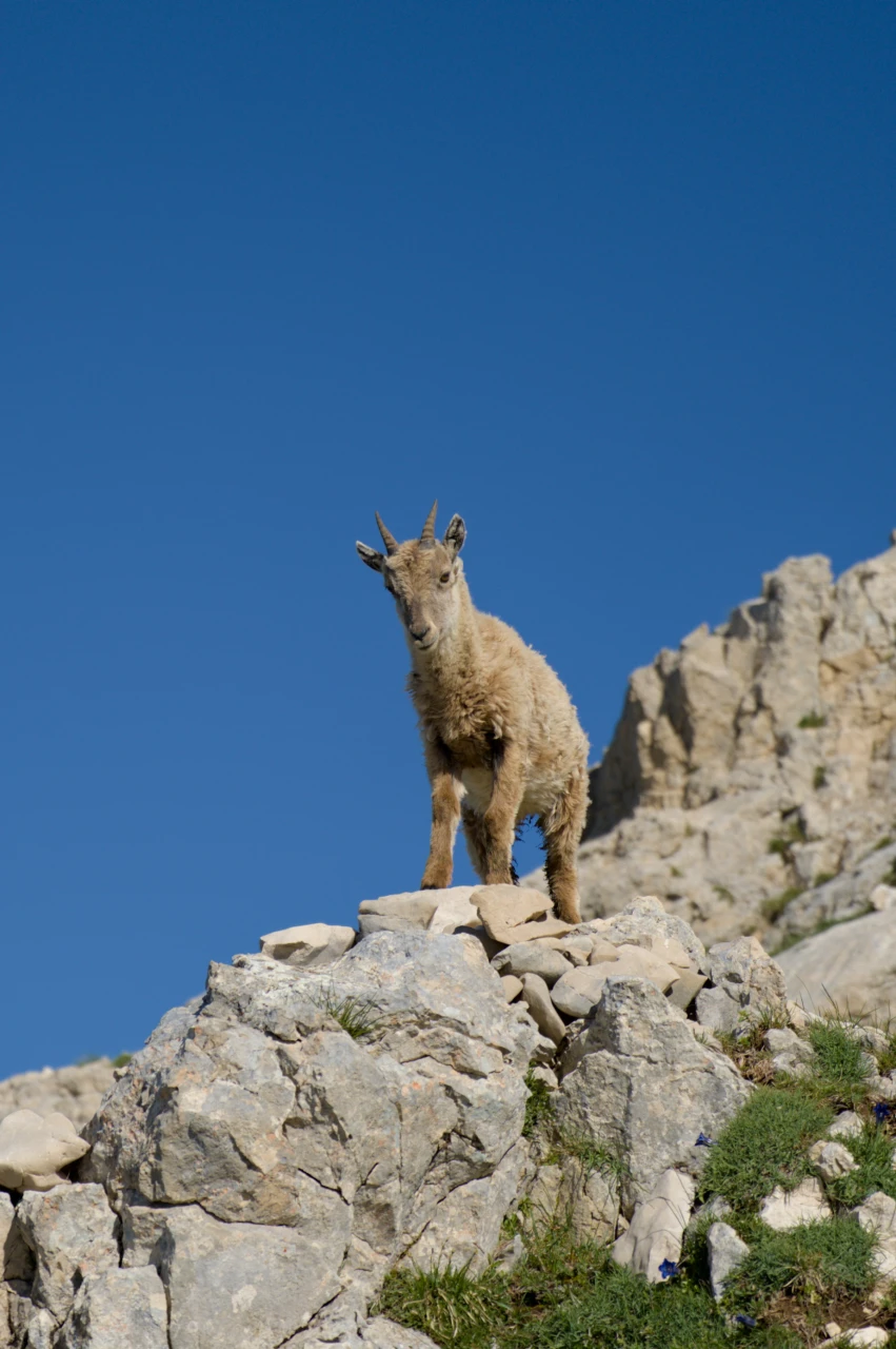 Junger Steinbock – Vercors