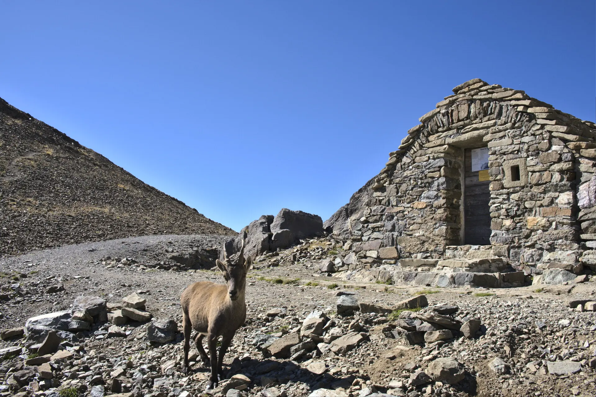 Steinbock vor der Cabane des Parisiens im Aufstieg zum Vieux Chaillol