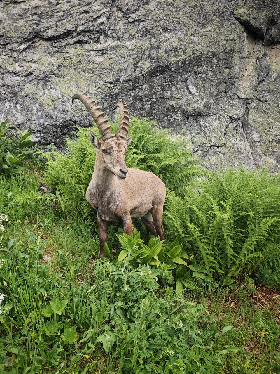 Ein männlicher Steinbock im Farn, wenige Meter neben dem Weg