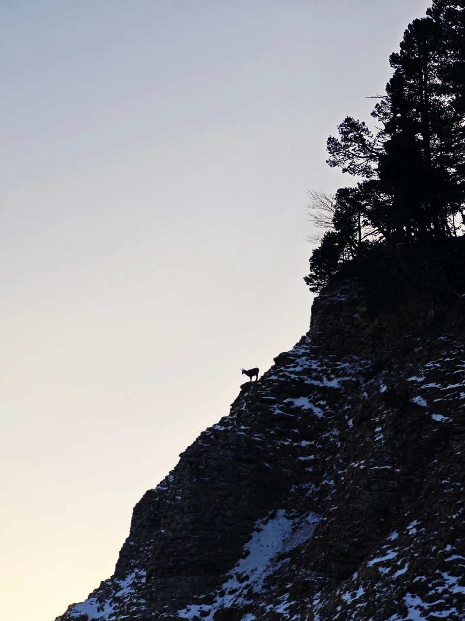 Steinbock auf den Klippen – Vercors