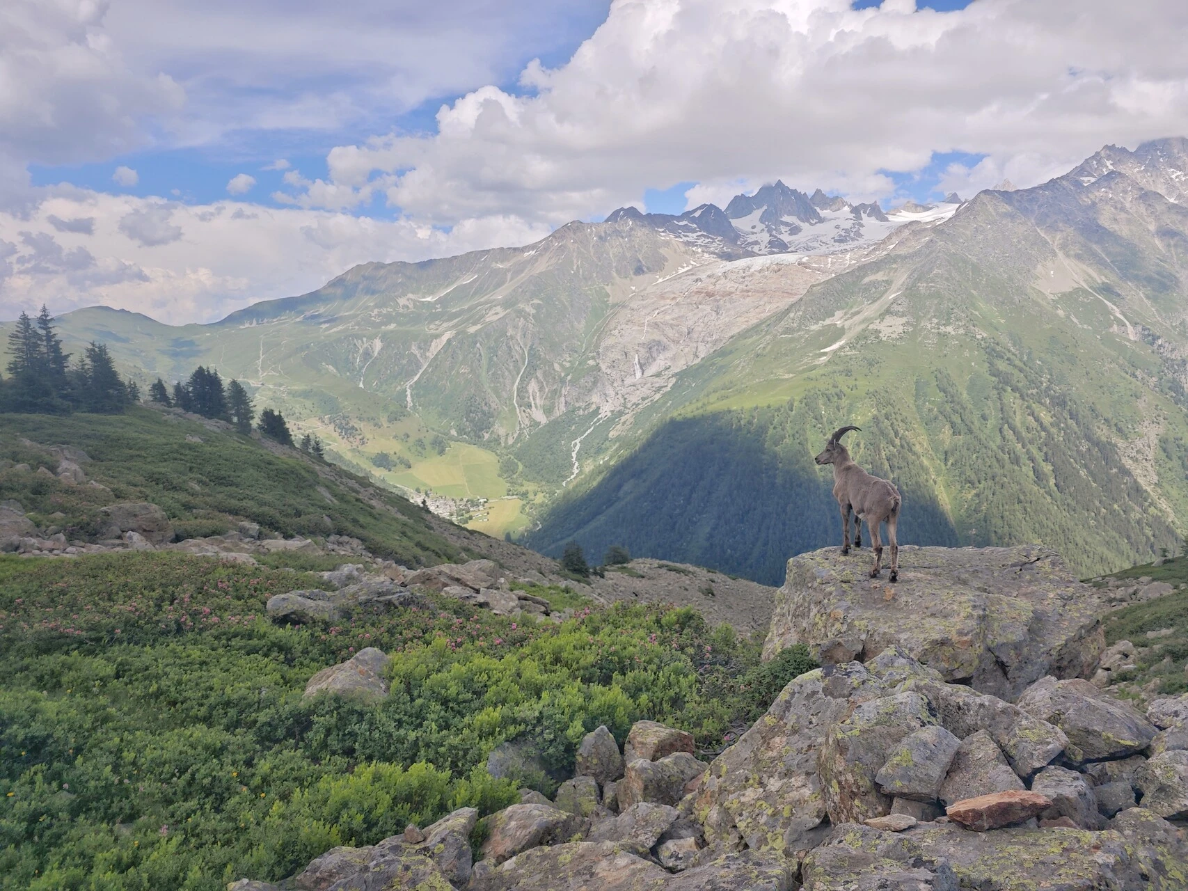 Die Rudel halten sich oft auf den Felsen im Balkon über dem Tal