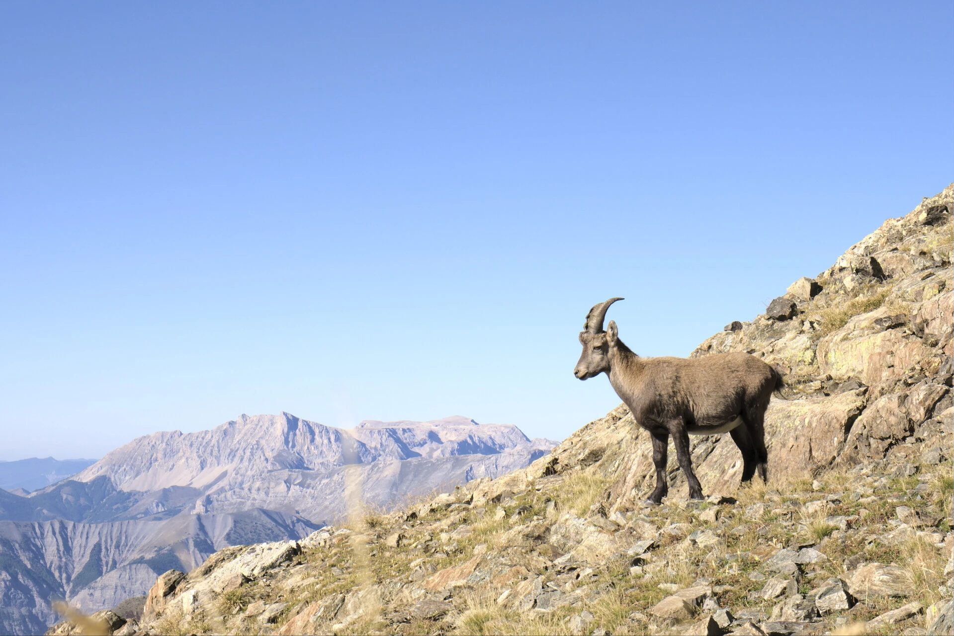 Steinbock auf dem Grat des Vieux Chaillol, am Horizont die Wände des Dévoluy