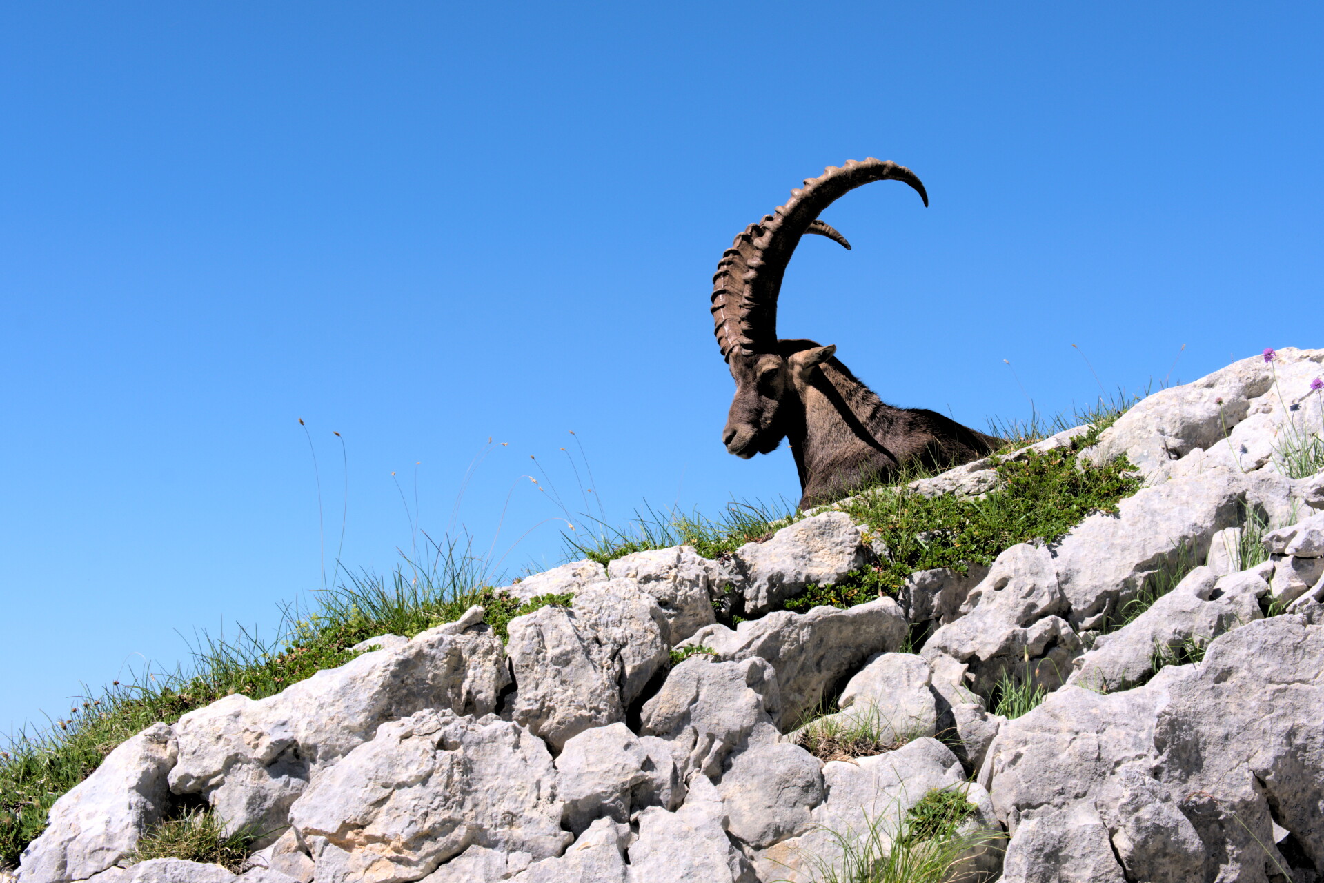 Alpensteinbock
