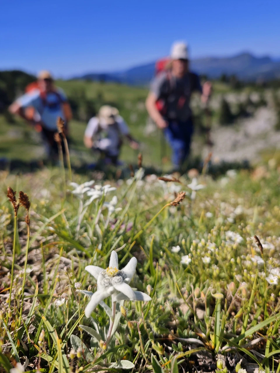 edelweiss-hauts-plateaux-du-vercors.jpg - 6a3d6eabc4d05