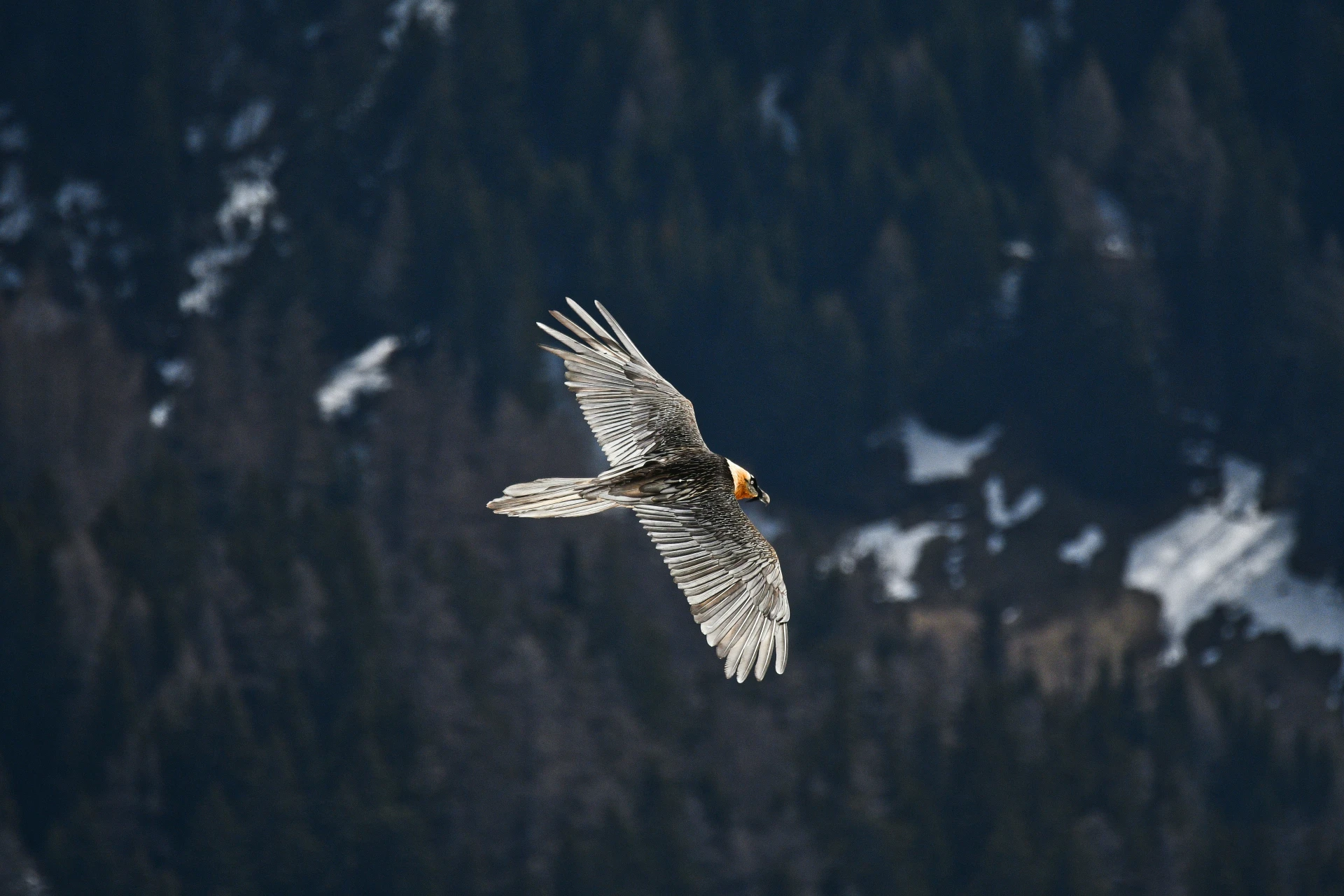 Bartgeier im Flug