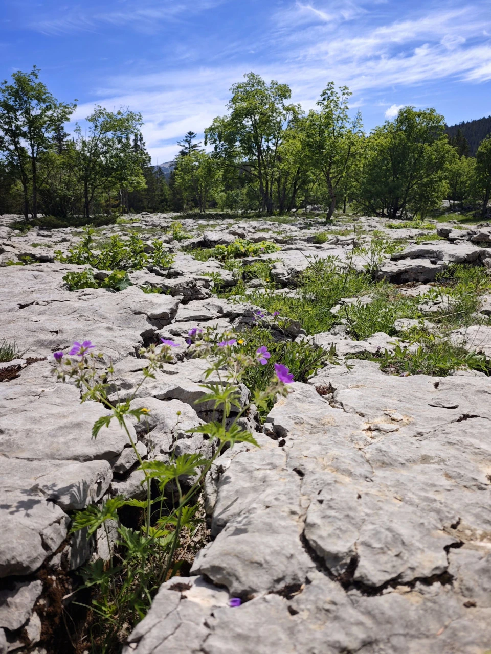 lapiaz-hauts-plateaux-vercors.jpg - 6a3d6eac1d51e