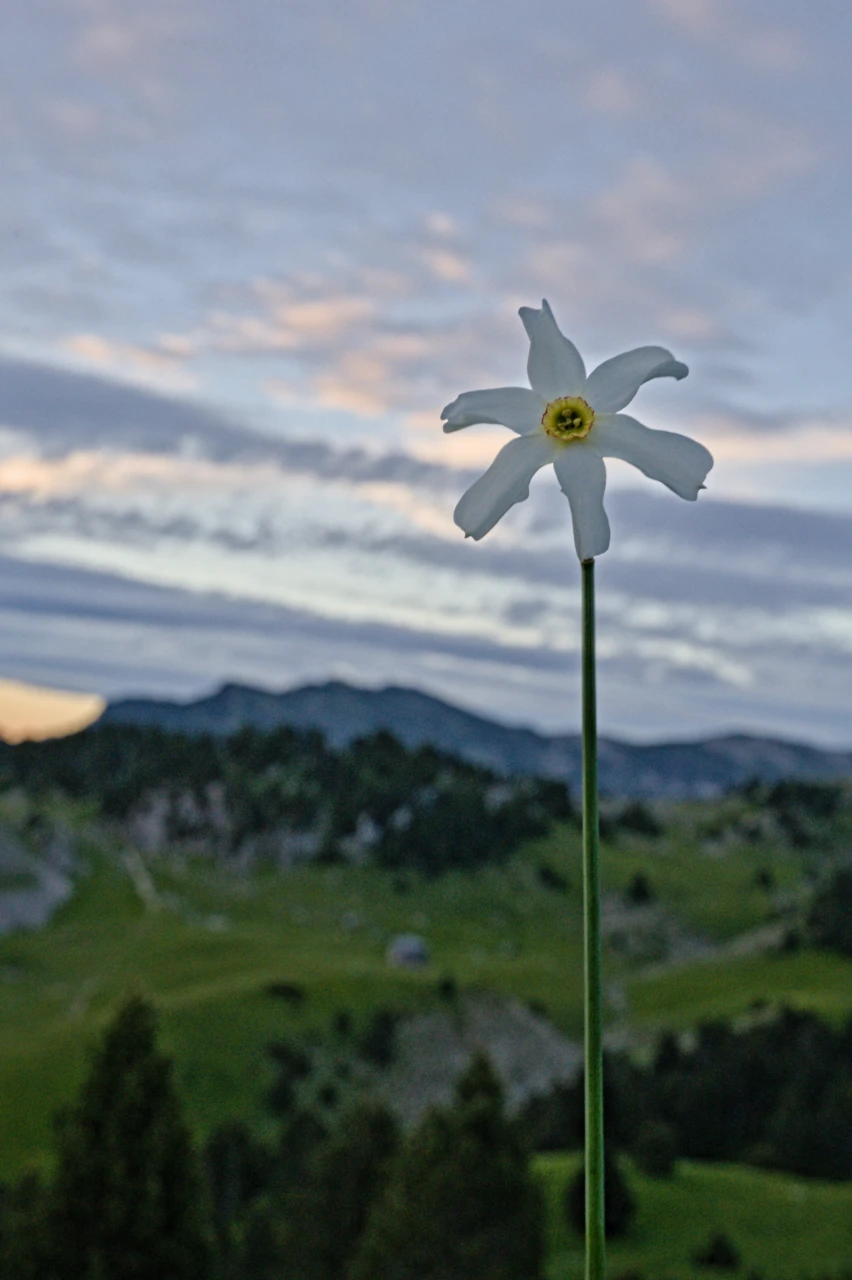 Wilde Narzissen – Vercors