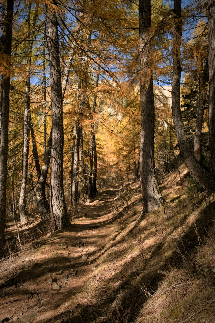 Pfad durch goldene Lärchen im Aufstieg zum Col de la Pisse bei Chaillol