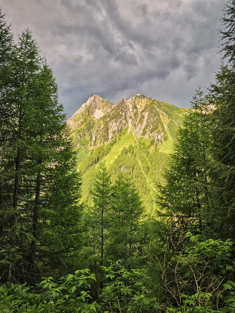 Aufstieg durch die Lärchenwälder oberhalb von Trient