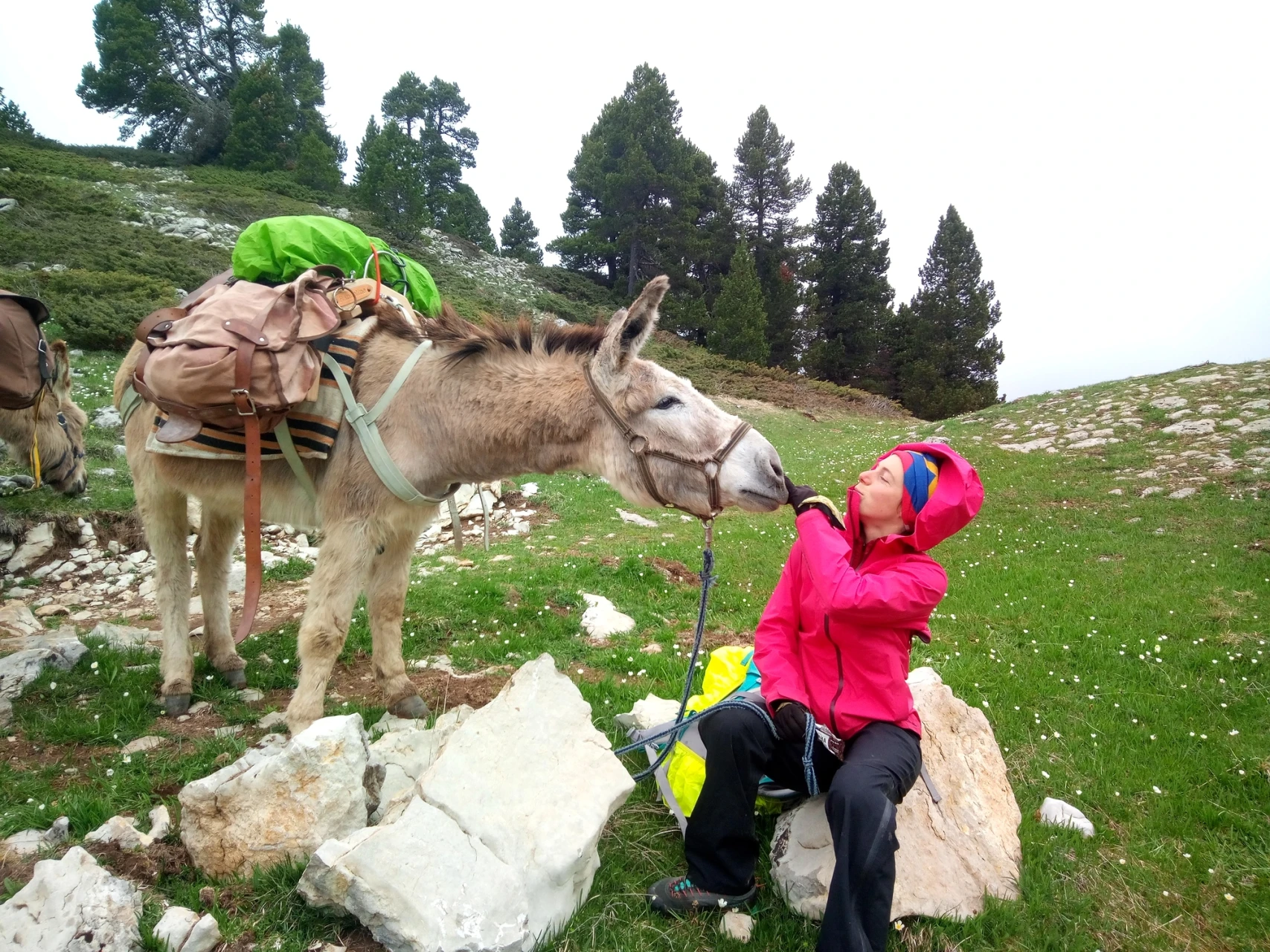 Trek – Packesel – Vercors-Hochplateaus – Junge Mutter