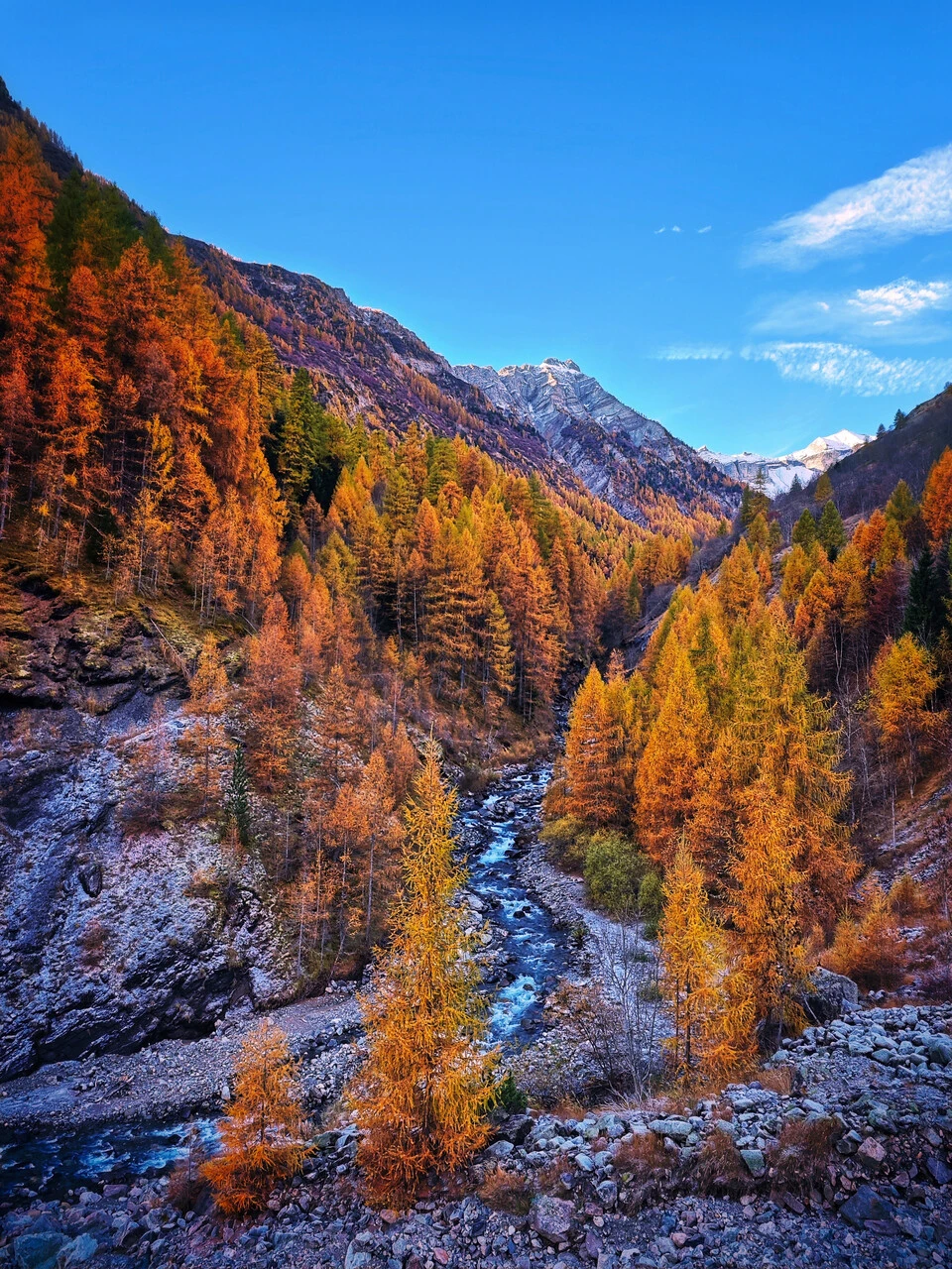 Das Tal des Drac Blanc bei Champoléon, Lärchen im Herbst