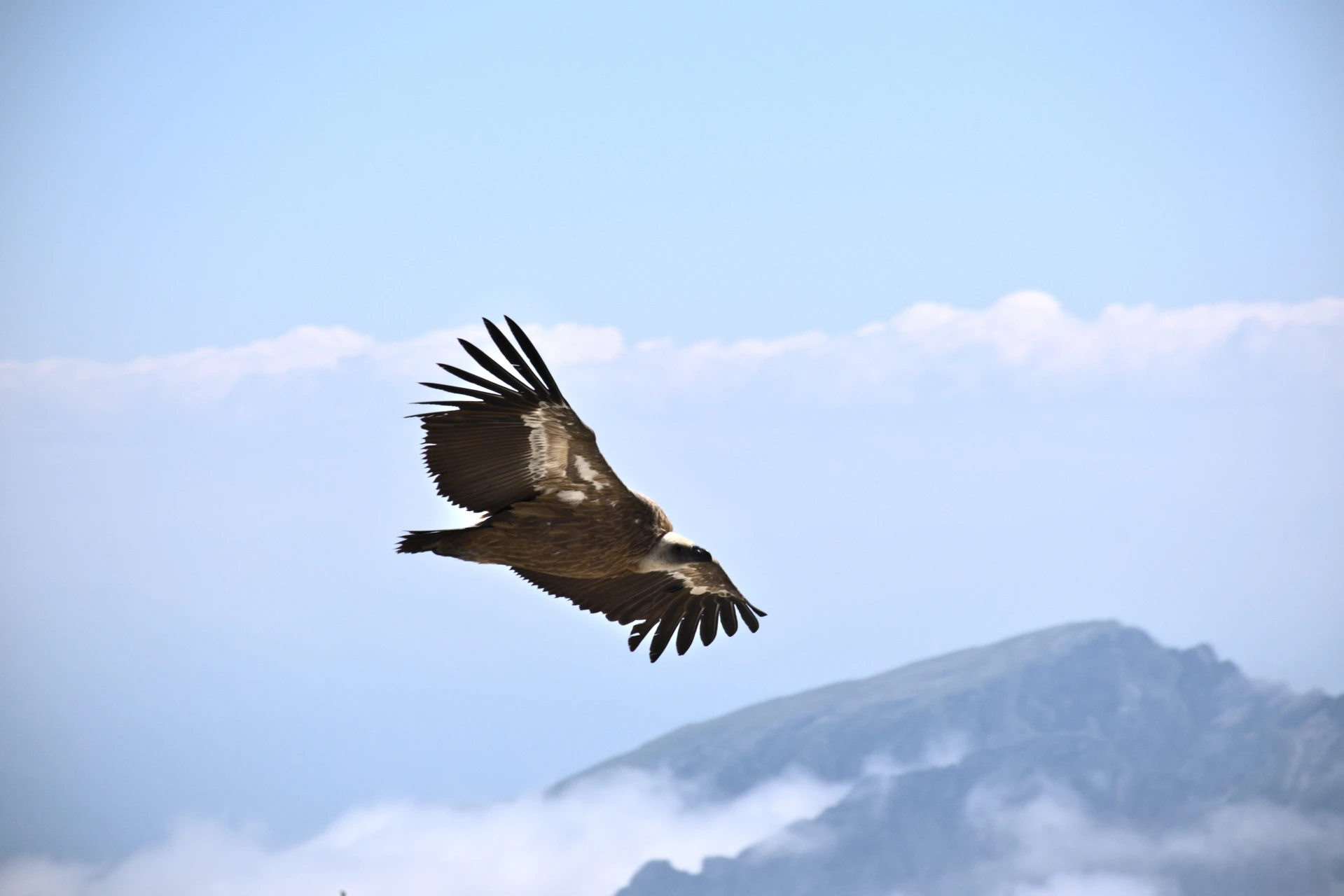 Gänsegeier im Flug